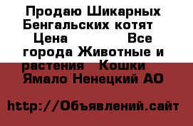 Продаю Шикарных Бенгальских котят › Цена ­ 17 000 - Все города Животные и растения » Кошки   . Ямало-Ненецкий АО